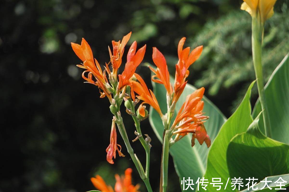 图鉴|100种常见花图鉴，图文并茂非常详细，收藏起来慢慢看