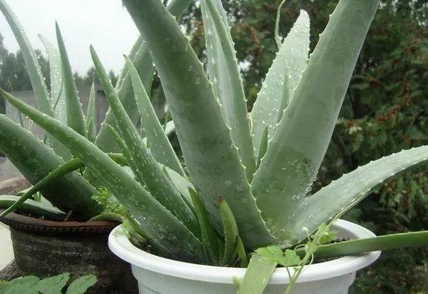 芦荟爆盆法，点中4个“养护穴”，叶片杠杠厚，爆满“肥崽子”