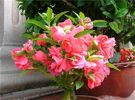 啥黄豆、药片水都不如它!扔水里,秒变万能水,比花肥强100倍