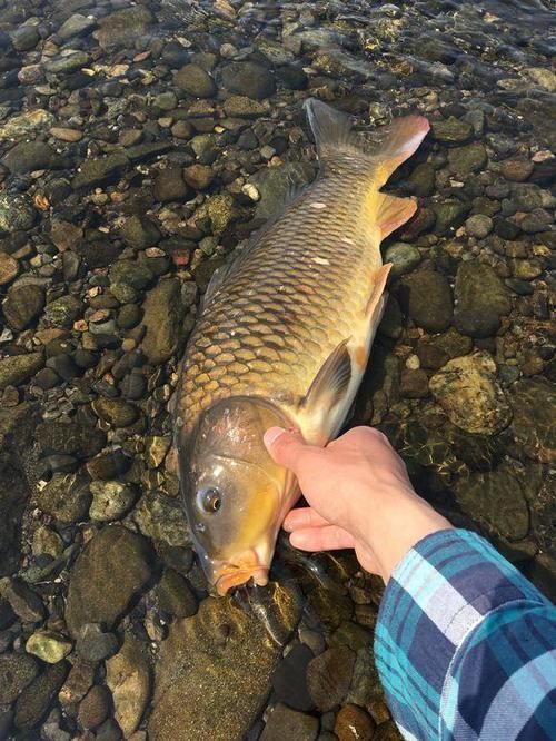 珠江|男子珠江钓起“鲤鱼王”,40斤体长超1米,应该放生吗