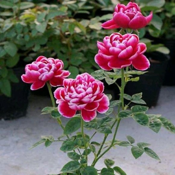 盘点最受欢迎的24种月季花，长得快、开花多，养了会上瘾！