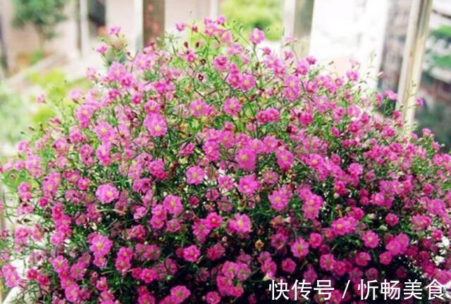 杜鹃花|养花就养此几款,全年开花不停,耐旱耐冷超好养