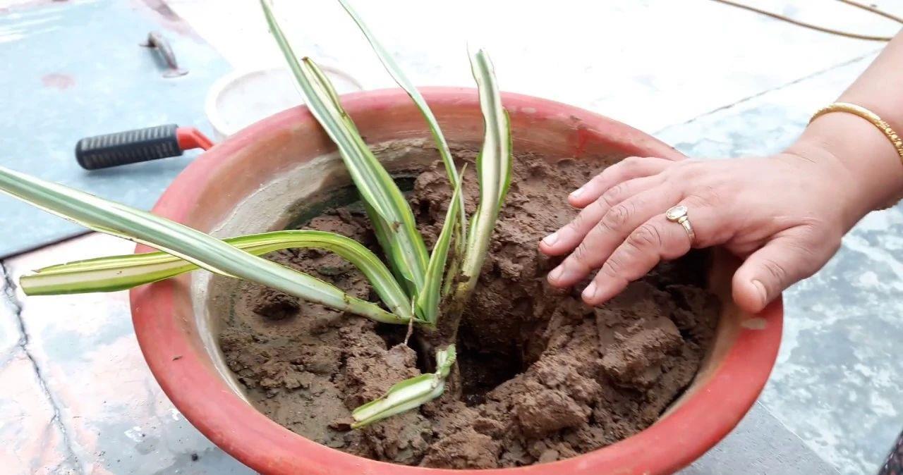 花盆儿|养花总不好？4个“胡乱闹”，看你占了几个，难怪养的差劲