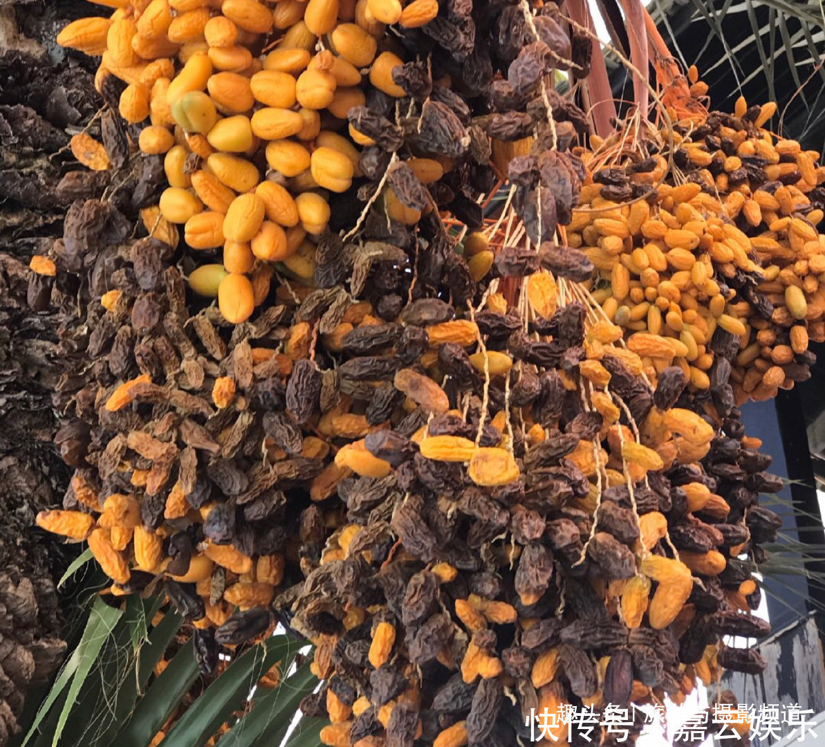  号称“沙漠面包”的零食：穷人瞧不上，迪拜的富人却成堆买？