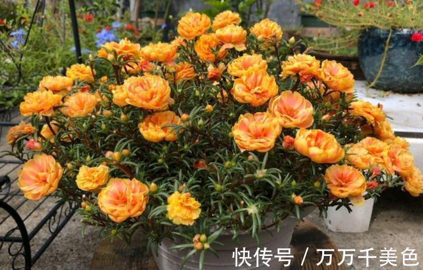 太阳花|9月逛花市,遇到3种花捡漏正当时,皮实好养还便宜