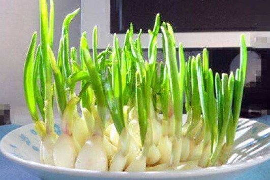 生姜|这些食物“发芽”了营养更高,别当“过期食品”扔了,非常可惜