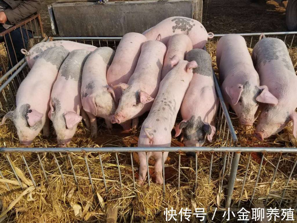 腹泻|仔猪腹泻的原因有哪些?引起仔猪腹泻的主要原因有哪些?