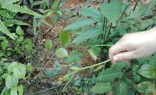 科普|它价值30元一斤,农民见到却要将其铲除,今天科普请珍惜