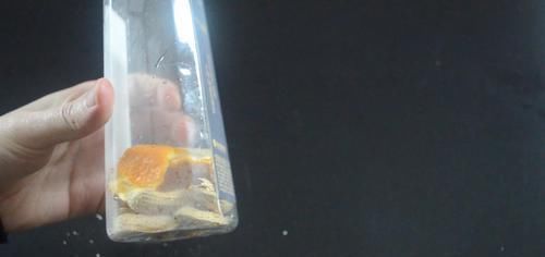 橘子皮|花生壳和橘子皮放在一起,这个用途太实用了,看完尽快提醒家里人