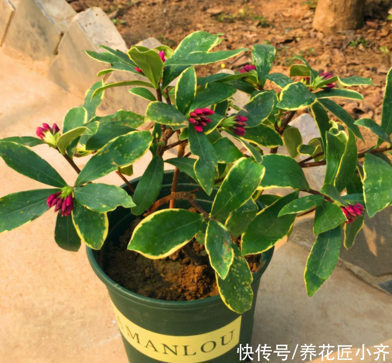 养金边瑞香避开“4个坑”，不然花苞没打开就干枯，想赏花就难了