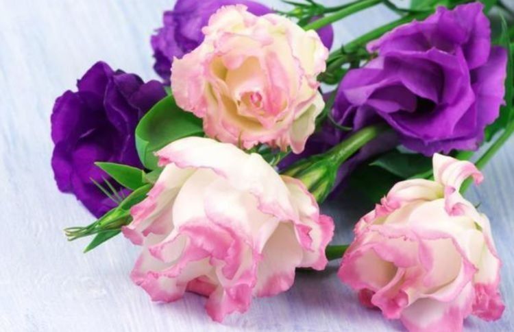 几种花适合新手养,迷人的花朵,开满整个花盆,快养起来吧