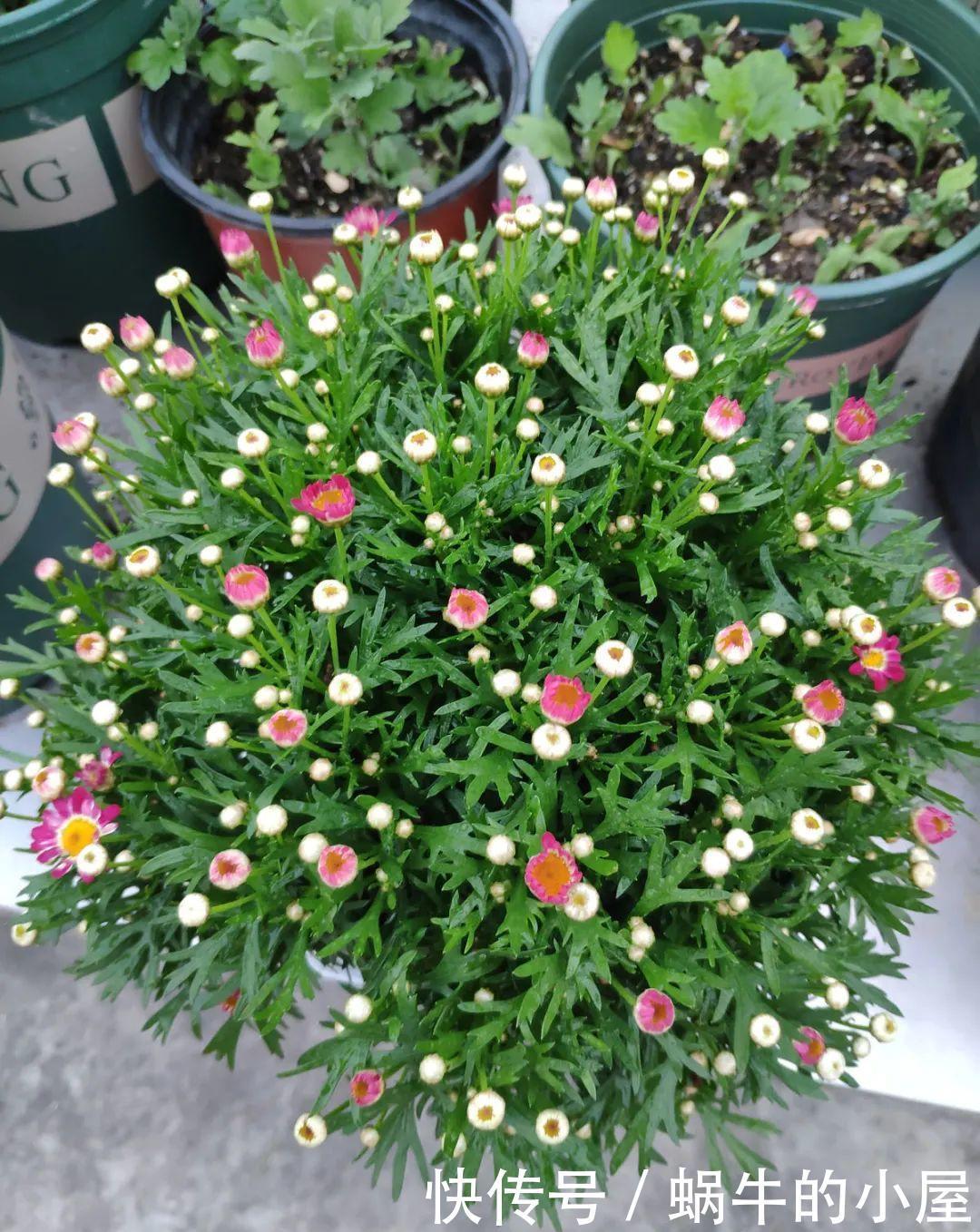 玛格丽特特容易爆盆,开花多得看不见叶,能开9个月