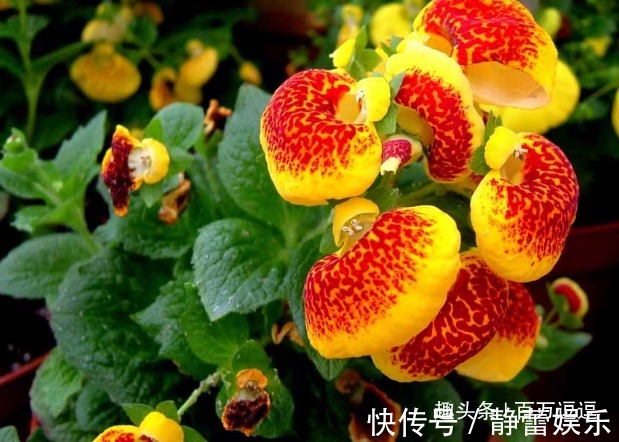 此花开花时花型独特，是一种能够送财的花，代表着财源滚滚