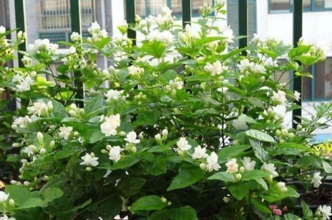 养花就养4种花,家里养一盆,花期长达200天,阳台养出小花园