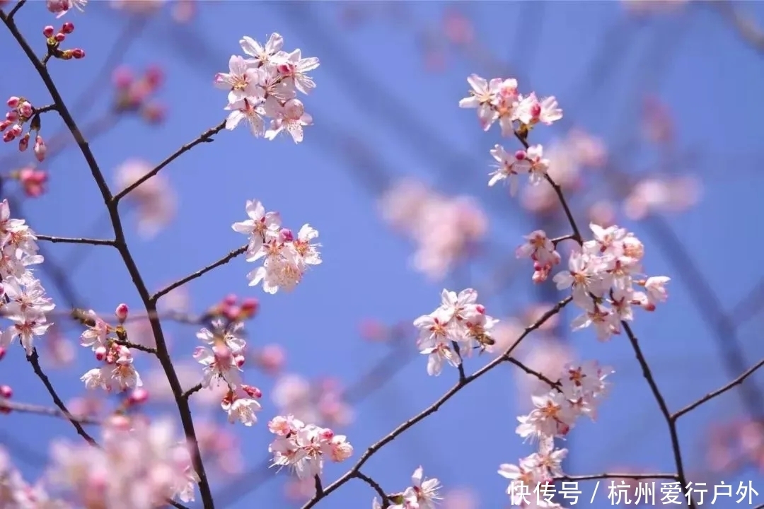 踏春系列-浮云岭看樱花 2月27日走进浮云岭漫步樱花林