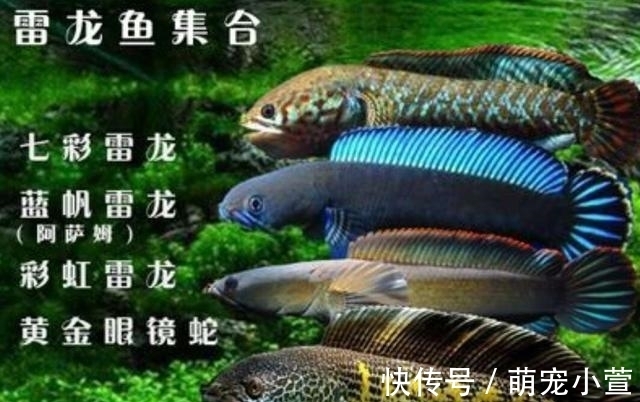 概念|黑色的观赏鱼，和黑鱼不是一个概念，养到最高级别的雷龙鱼很昂贵