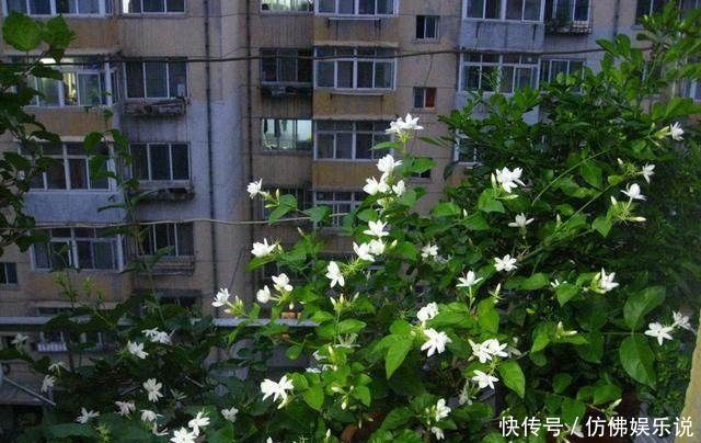 更香|只要掌握这3点,就能让你的盆栽茉莉多开花、花更香,以后不愁没花看
