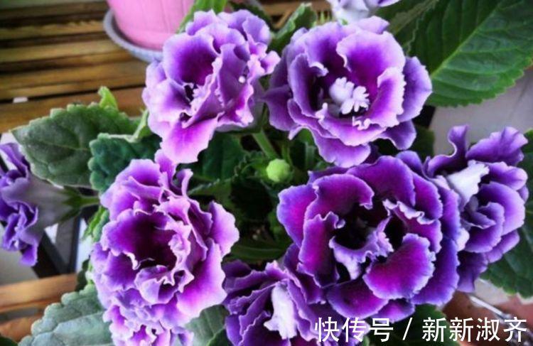 浇水|几款艳丽的花卉,漂亮又好闻,全年开花不断,丝毫不逊色于牡丹