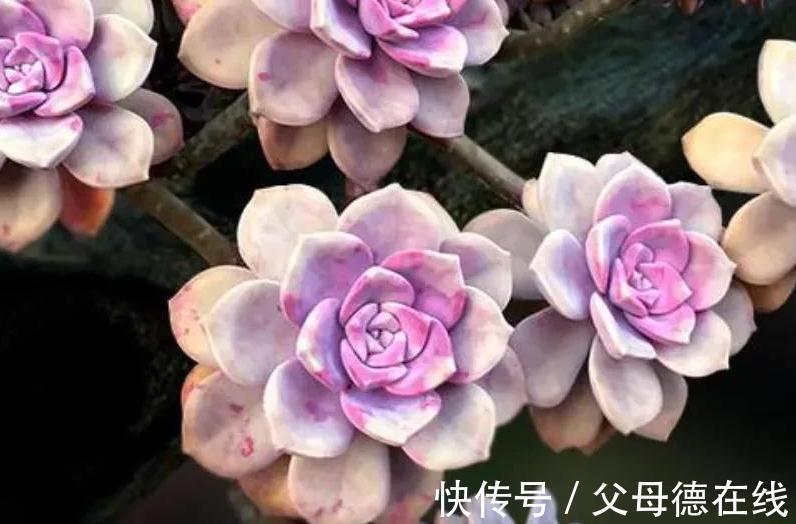 6种大普货多肉,真的好养易出状态,秋冬上色后超级漂亮