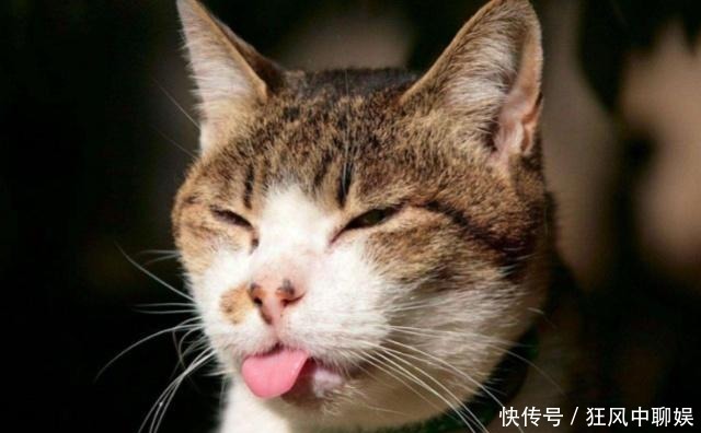 李时珍|人为什么不吃猫肉?李时珍在《本草纲目》中,早已告诉了我们原因