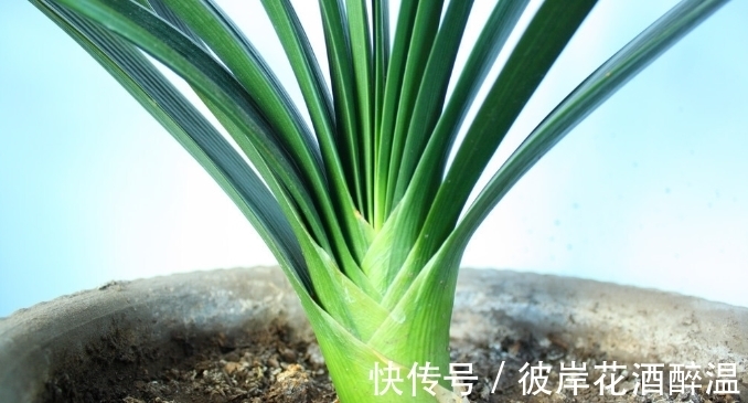 如何让君子兰主动开花?给你4个建议,到时间就开,不用发愁