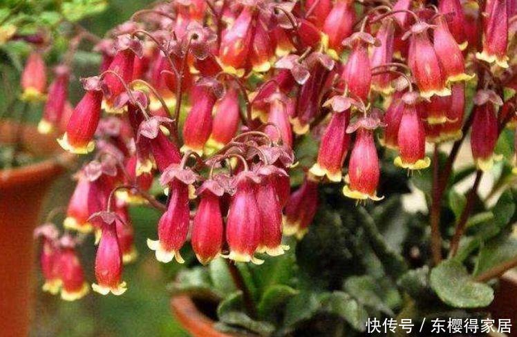 蔷薇|“3种花”高贵优雅,看了就让人沉醉,仙气十足,谁见了都想养!