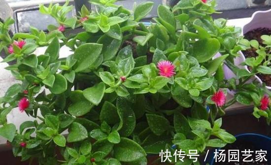 太阳花|天凉后，建议扦插4种花，“生根”后稍加养护就开花