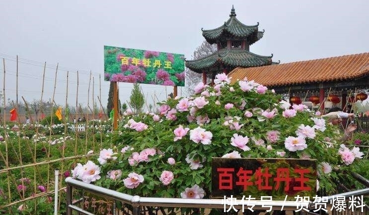 家有五树,儿孙都富!有院子建议栽5种树,看花,收果,寓意吉利