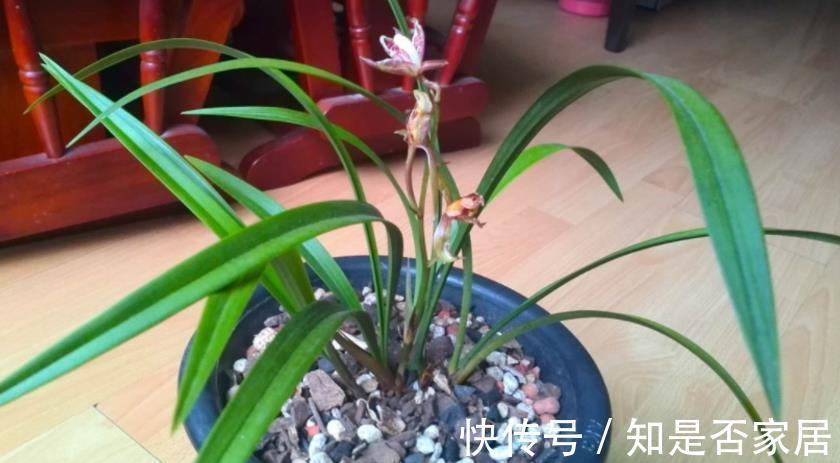 花色|养兰花红贵妃，盆栽显贵气，开花色艳浓香，易活
