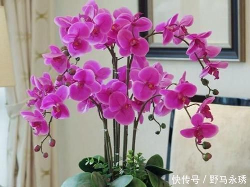 4种“女王花”,美出新天地,高端大气上档次,谁养谁喜欢