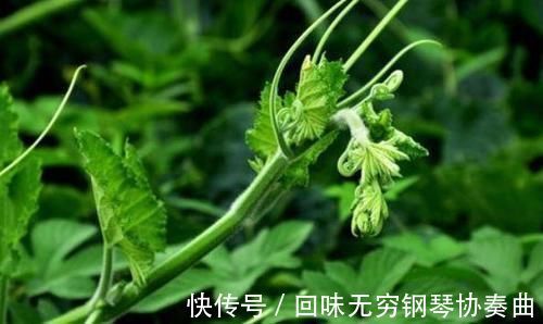 胡萝卜素|不可忽略的养生食物,建议常吃,加速消化,保养皮肤,预防黑色素