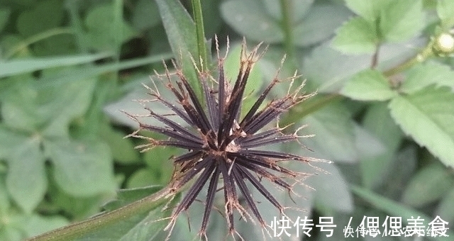 野草|人称“鬼都怕”,农民见到就除,殊不知,当今很珍贵