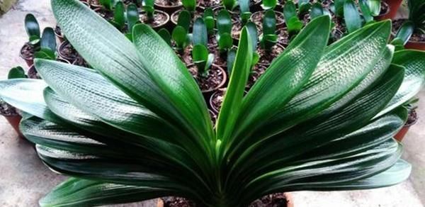 养“君子兰”坚持十年,总结出的养花秘籍,说的句句在理