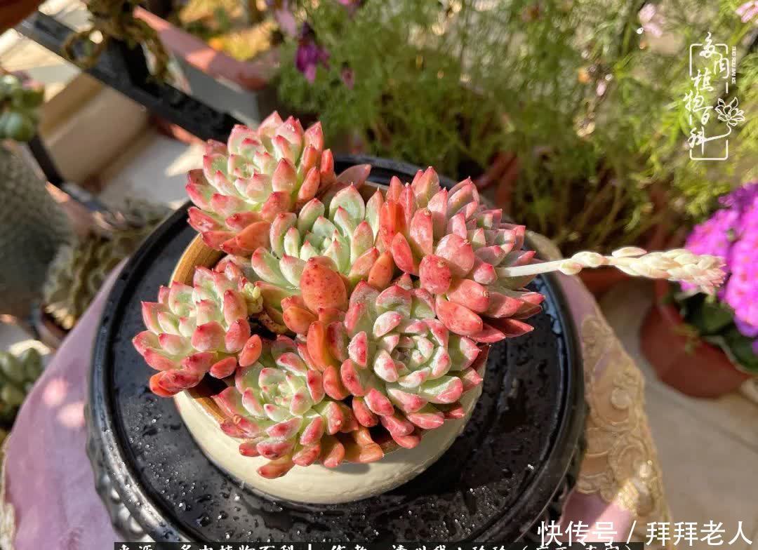 多肉与我,不负时光韶华!