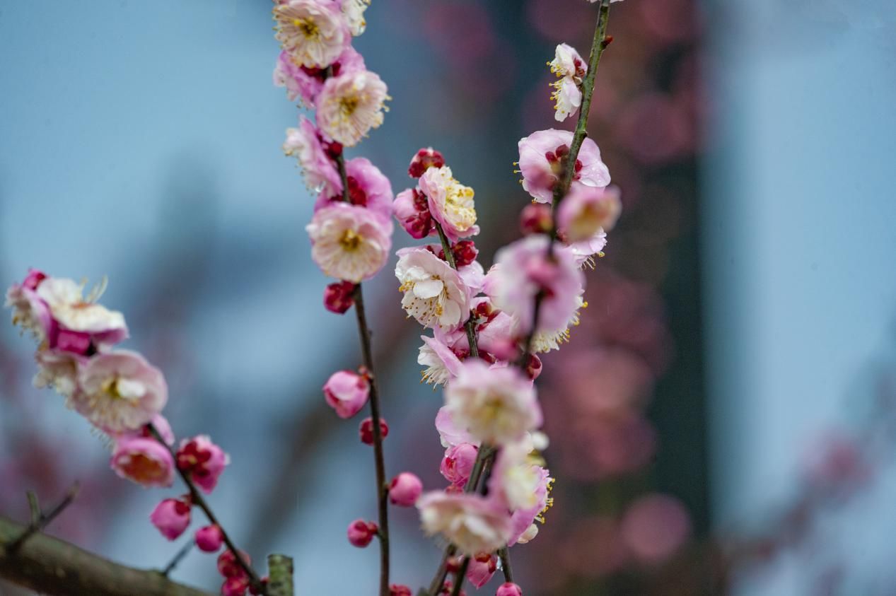 梅花|瞧！梅花傲雪次第开放