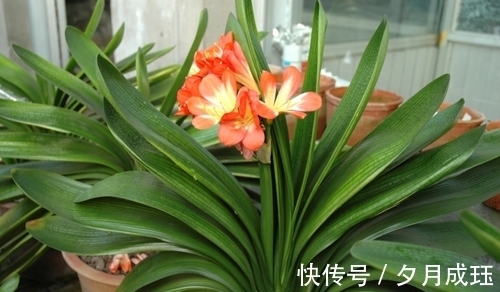 步骤|想让君子兰的叶子绿油油，这4个步骤不要做错