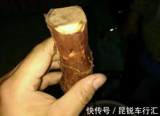 砧木|花开像月季，易爆花，-20℃冻不死，好养活不生病，比桂花香10倍