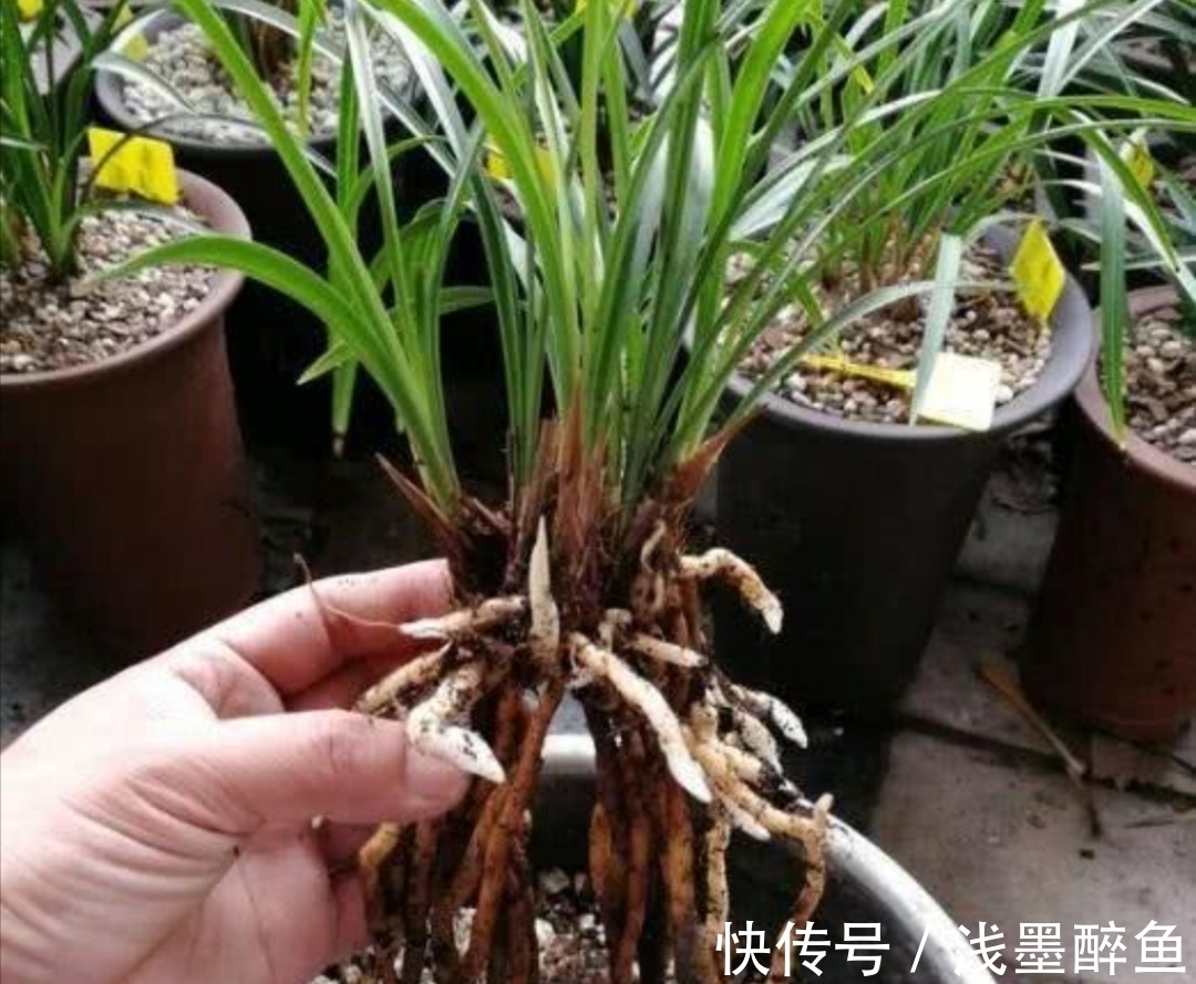 春天为兰花换盆,4个小细节不能忽视,不然难服盆,长势不旺