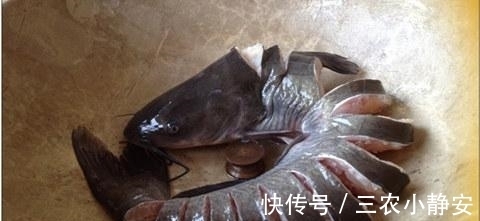 肠子|秋季是钓鲶用的好季节, 野钓鲶鱼使用上面饵料和窝料比较好