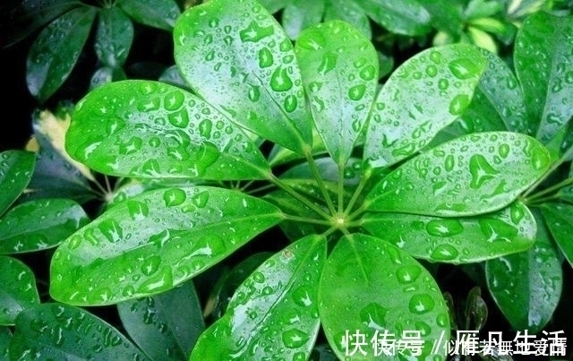 人养花,花亦养人,听说聪明人都在养这五种花,你家有吗?