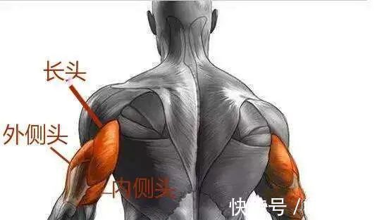 肱三头肌|手臂太细怎么练掌握这3点,“肱三头轰炸”练出麒麟臂
