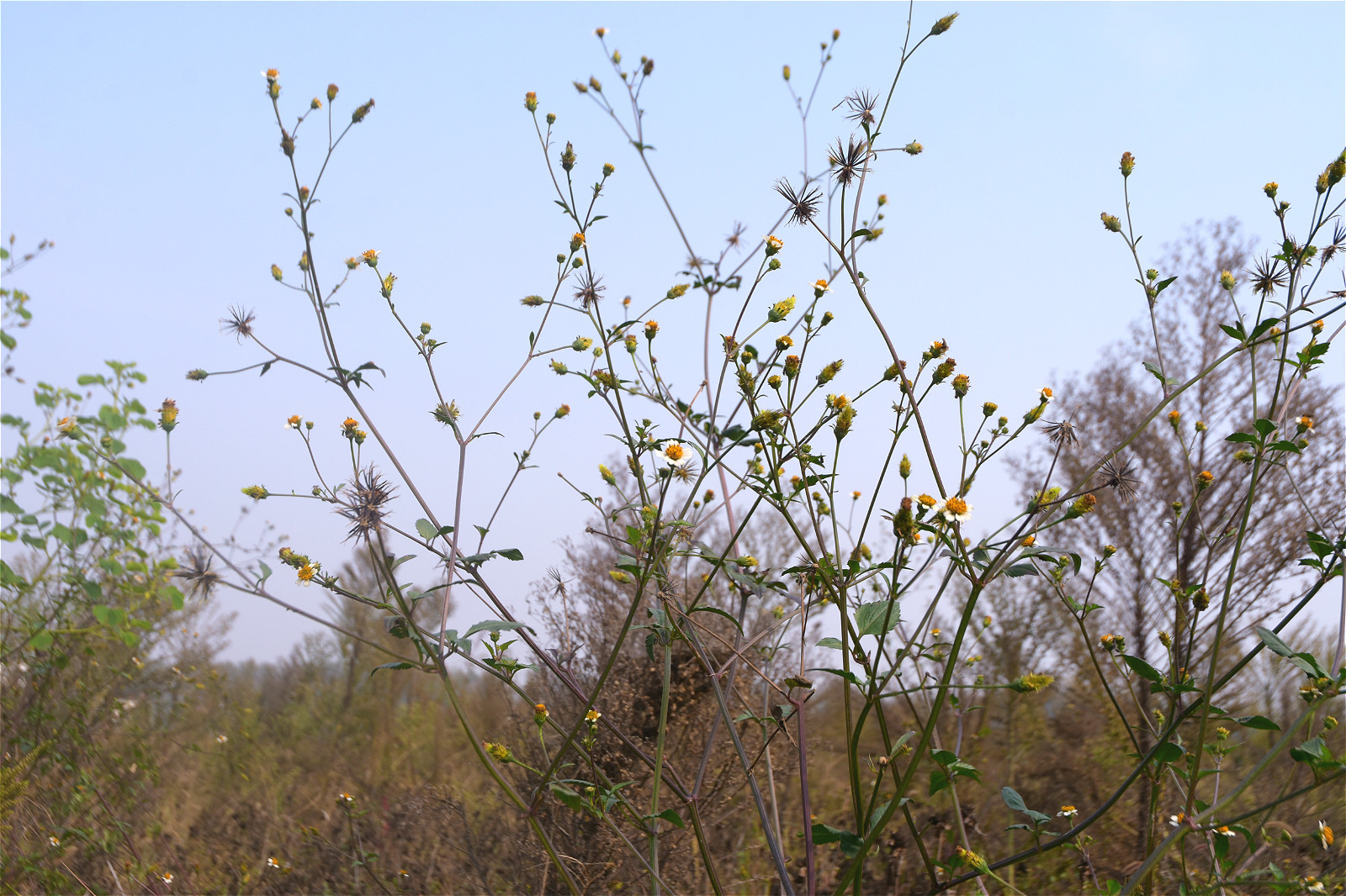 果实|农村有种“鬼不缠”的植物，是流落民间的中药材，小时候当暗器