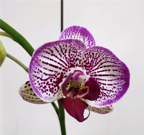  生长|1种兰花不娇气，家里养一盆，串串花朵开不停，喜庆又大气