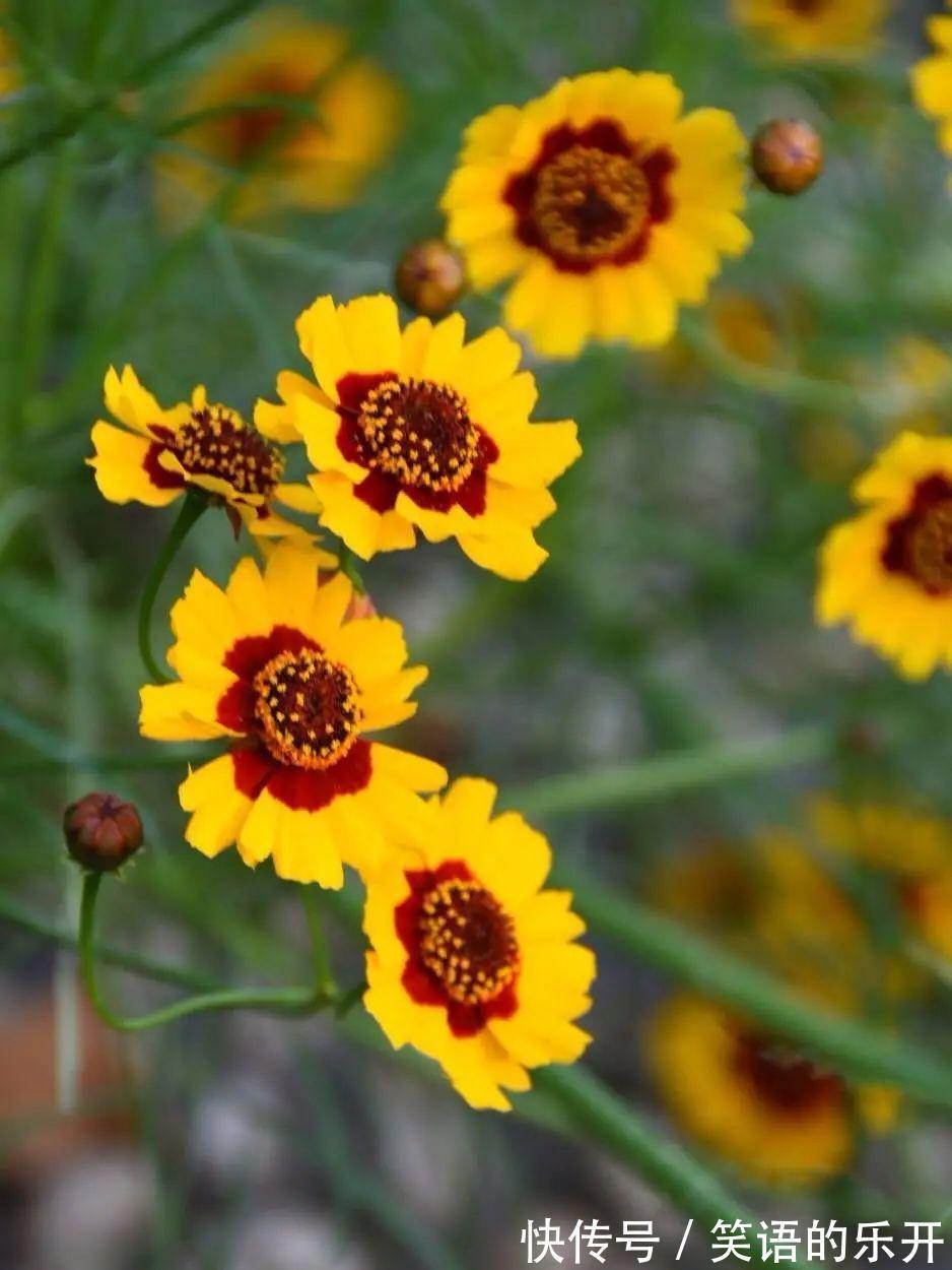 两色金鸡菊的红色斑块很有趣,咱们看到的是美,蜜蜂看到的是蜜!