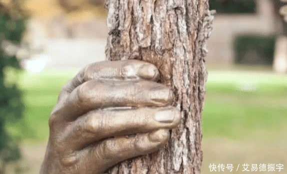 从来|一只“孤独”的手,握了一棵树50多年,从来都没有松开过!