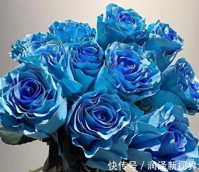 掉蕾|喜欢玫瑰,就养盆“精品玫瑰”冰雪皇后,花瓣立体雅致,高雅纯洁