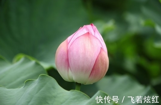 桃花|到了年底，运势上吉，4属相事业步步高升，财源广进，生活无忧