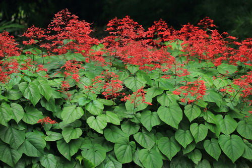 4种花，开花量大，花色丰富，养在家里开成花海，特别的漂亮