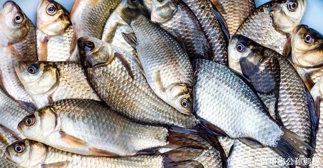 钓鲫鱼用酒米打窝其实是在浪费窝料