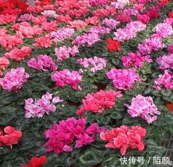 你的长寿花还没长花苞，这样做花苞蹭蹭往外冒